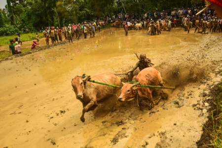 pacu jawi