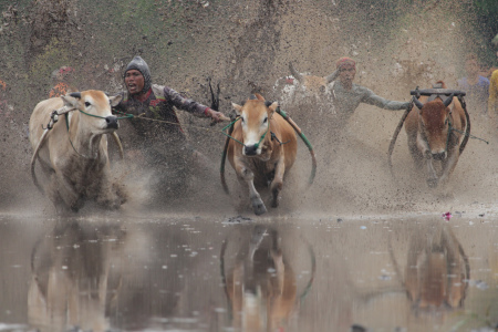 Pacu Jawi