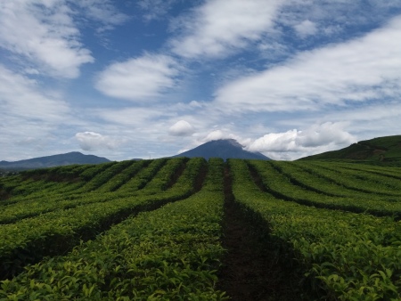 Kebun Teh Kayu Aro