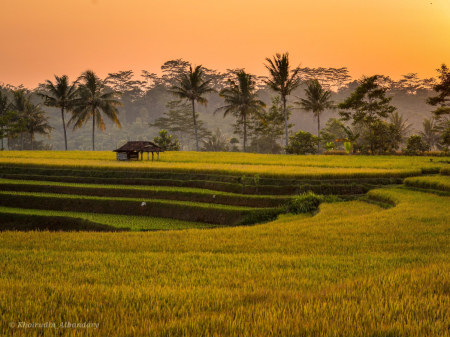 keindahan persawahan di kampungku