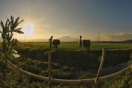 Petani enceng gondok