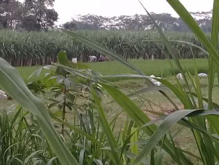 petani yang giat dalam mencari nafkah