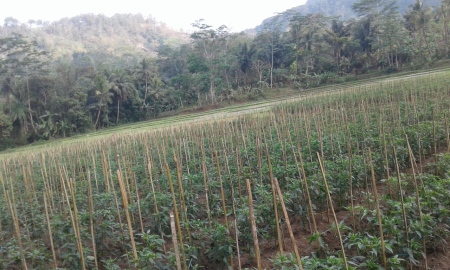 perkebunan cabai dikampung halamanku