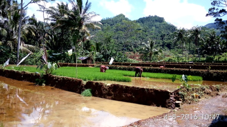 PETANI INDONESIA