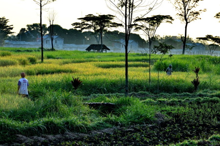 Jika sudah menguning