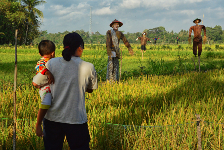 Memedi Sawah