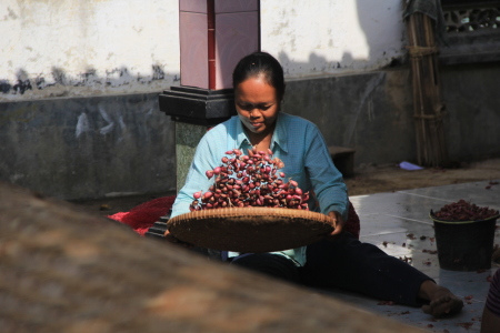 Bawang merah ditangan perempuan desa