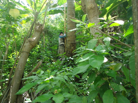 Cara panen kelapa di Provinsi Gorontalo