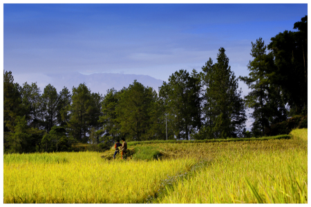 Fascinating traditional village in Toraja