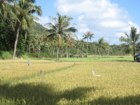 Padi Menguning di Cik Mas