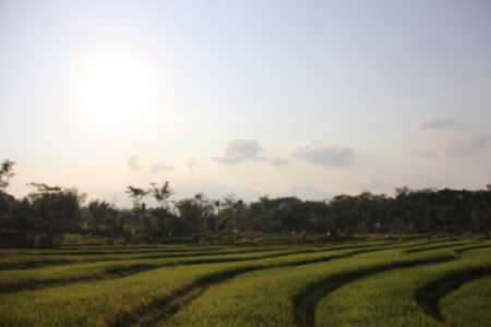 Sawah tak berpenghuni