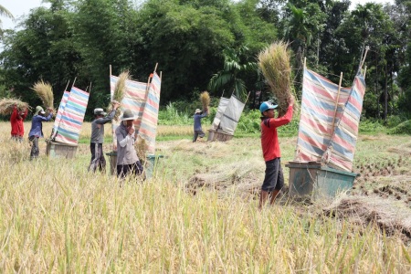 Serentak Malambuik Padi