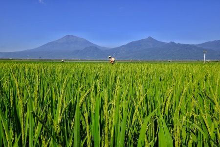 Indonesia kaya