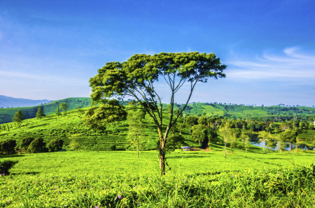 Hamparan Kebun Teh Cukul