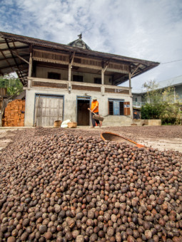 Menjemur Kopi