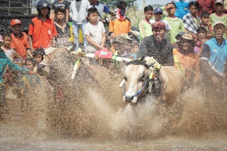 Karapan Sapi Brujul