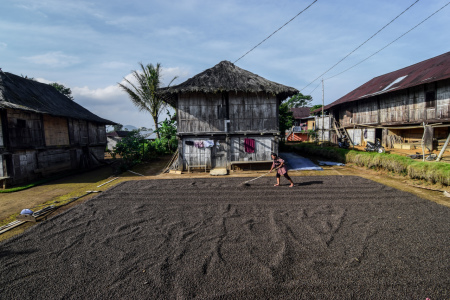 Menjemur Kopi