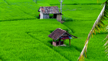 Saung Sawah