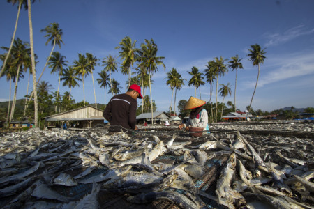 Aktifitas Penjemuran Ikan Asin dikampung Nelayan