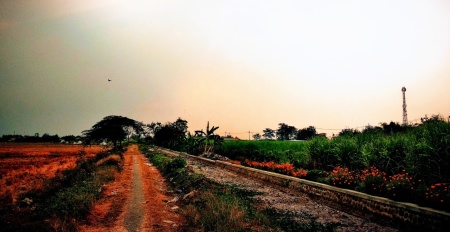 Sawah kampung sebelah