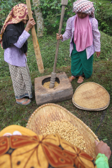 Membersihkan Kulit Kopi di Kampung