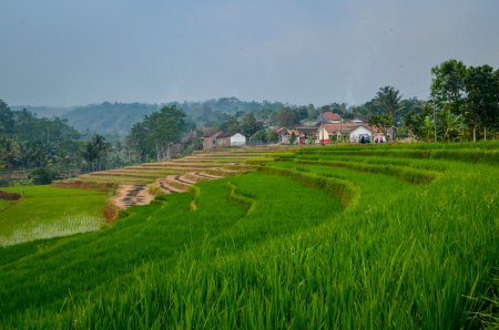 Persawahan di daerah Tersono