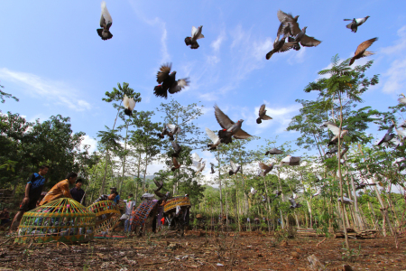 PELEPASAN BURUNG DARA