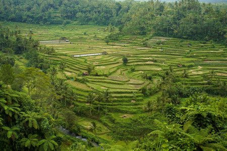 Terasering Carik Bali