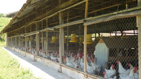 Ayam kampung di Kampung Ayam