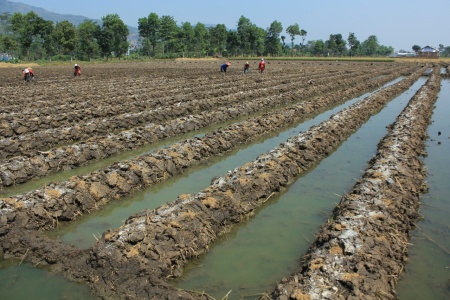 Pematang mentimun