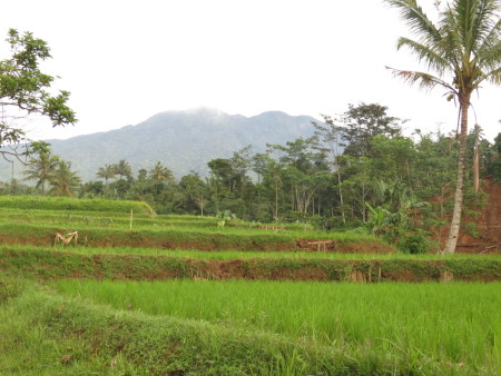 Belakang Rumah