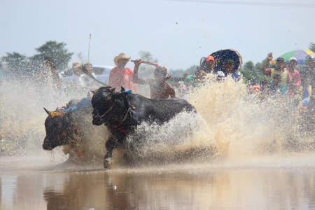 KARAPAN SAPI