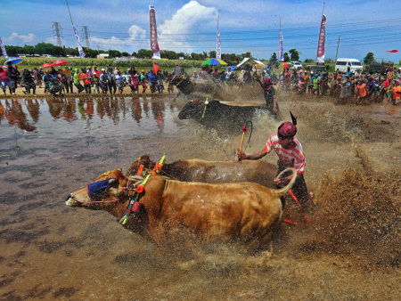 Sapi Brujul dari Probolinggo