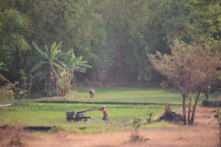 Membajak Sawah Di Sore Hari