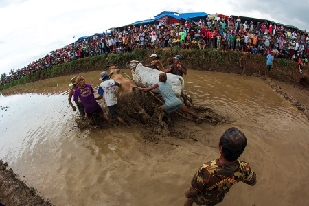 Pacu Jawi