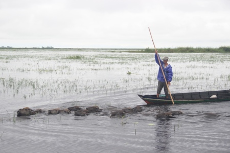 Penggembala Kerbau Rawa di Desa Tampakang