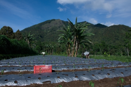 Semangat  menanam benih lombok