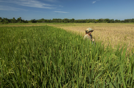 Ditengah Sawah