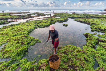 Pencari Rumput Laut