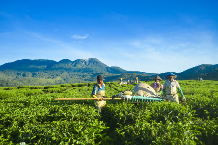 Petani teh