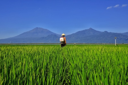 Semangat Para Petani Indonesia