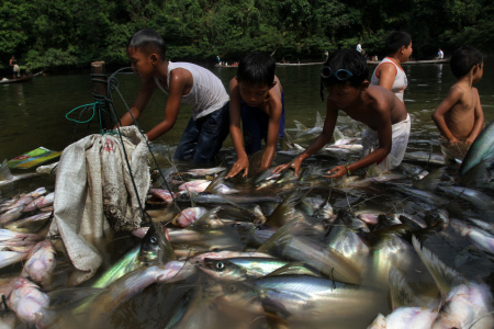 Ikan Lubuk Larangan