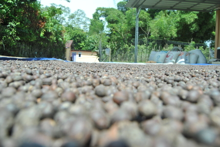 Kampungku Penghasil Kopi