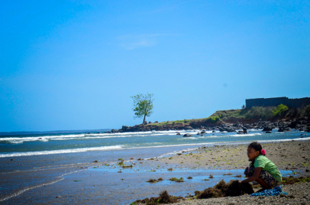 mencari sesuap nasi dari rumput laut