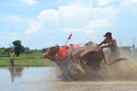 Kerapan Sapi Brujul Probolinggo