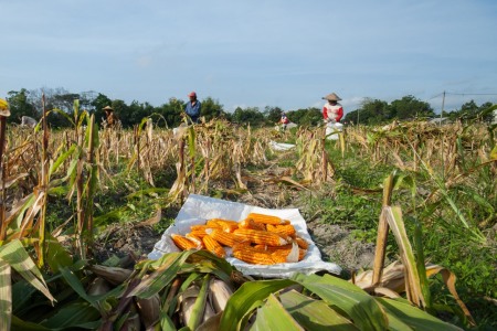 PANEN JAGUNG