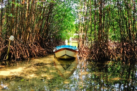 Mangrove Masa Depan Pulau Pramuka