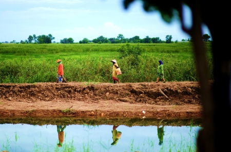 Pulang bertani