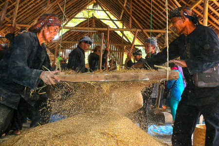 Ketahanan Pangan Masyarakat Agraris Cigugur