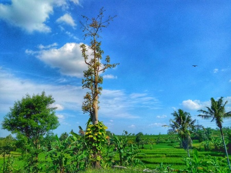 Hijau permai desaku